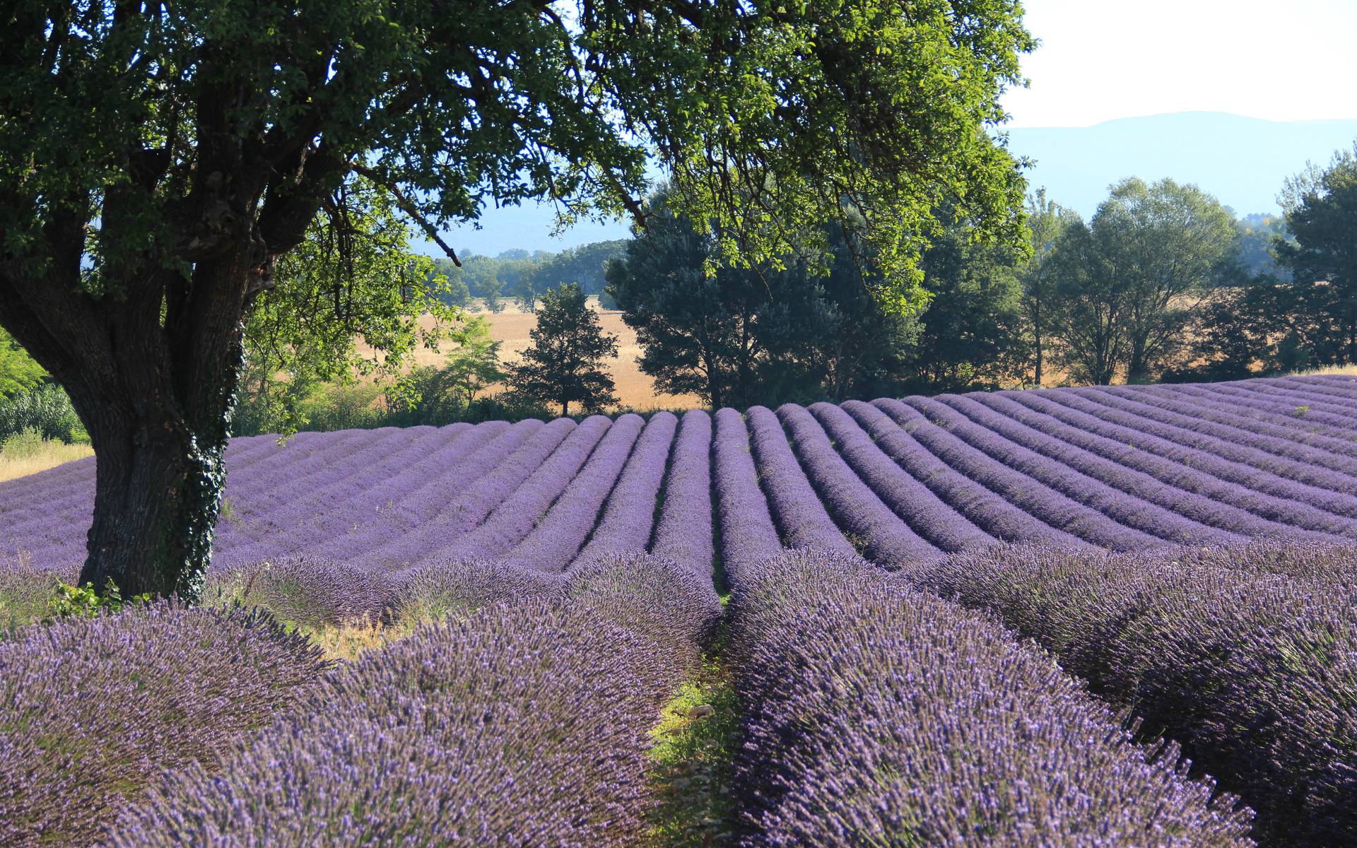 Champ de lavande en Provence sous un arbre, paysage ensoleillé et naturel.
